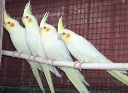 different types of cockatiels